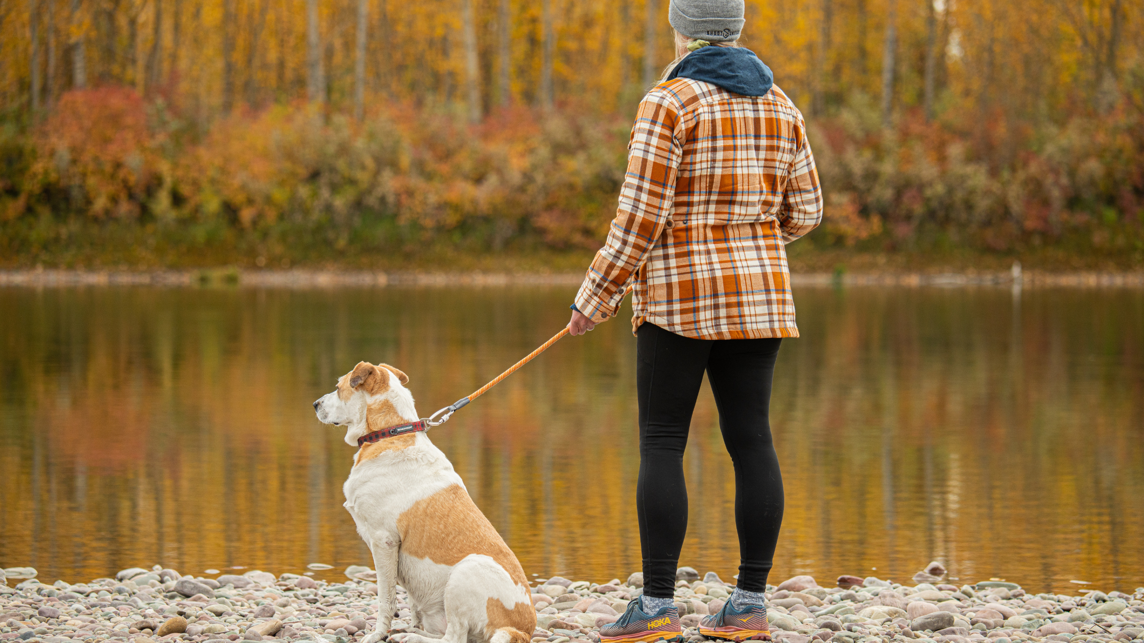 Dog Gear for Every Australian Dog: Collars, Leads and More