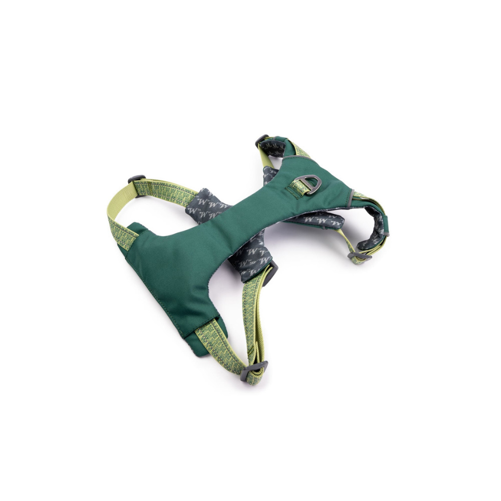Green dog harness on a white background