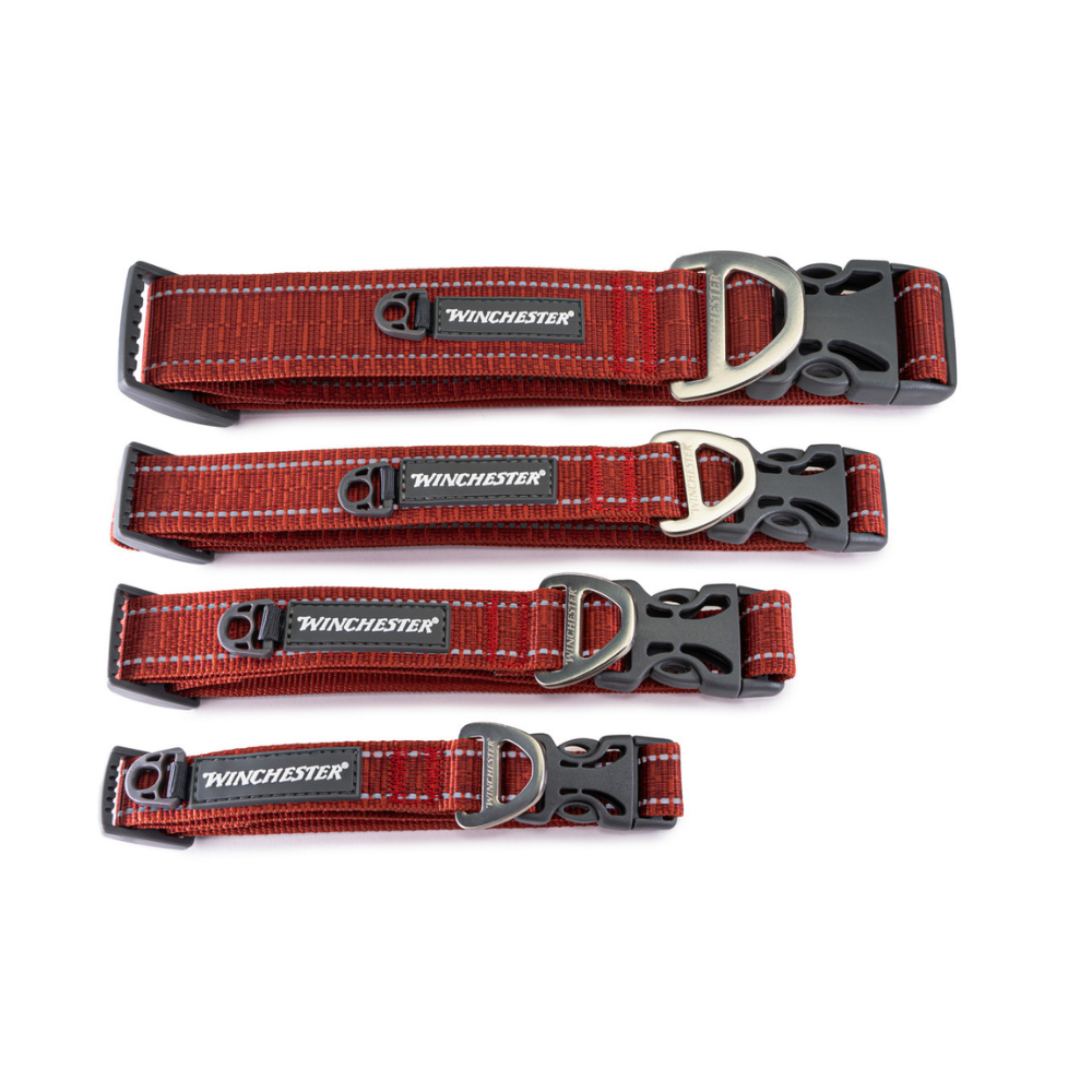 Set of four red dog collars with black buckles and 'Winchester' branding on a white background.