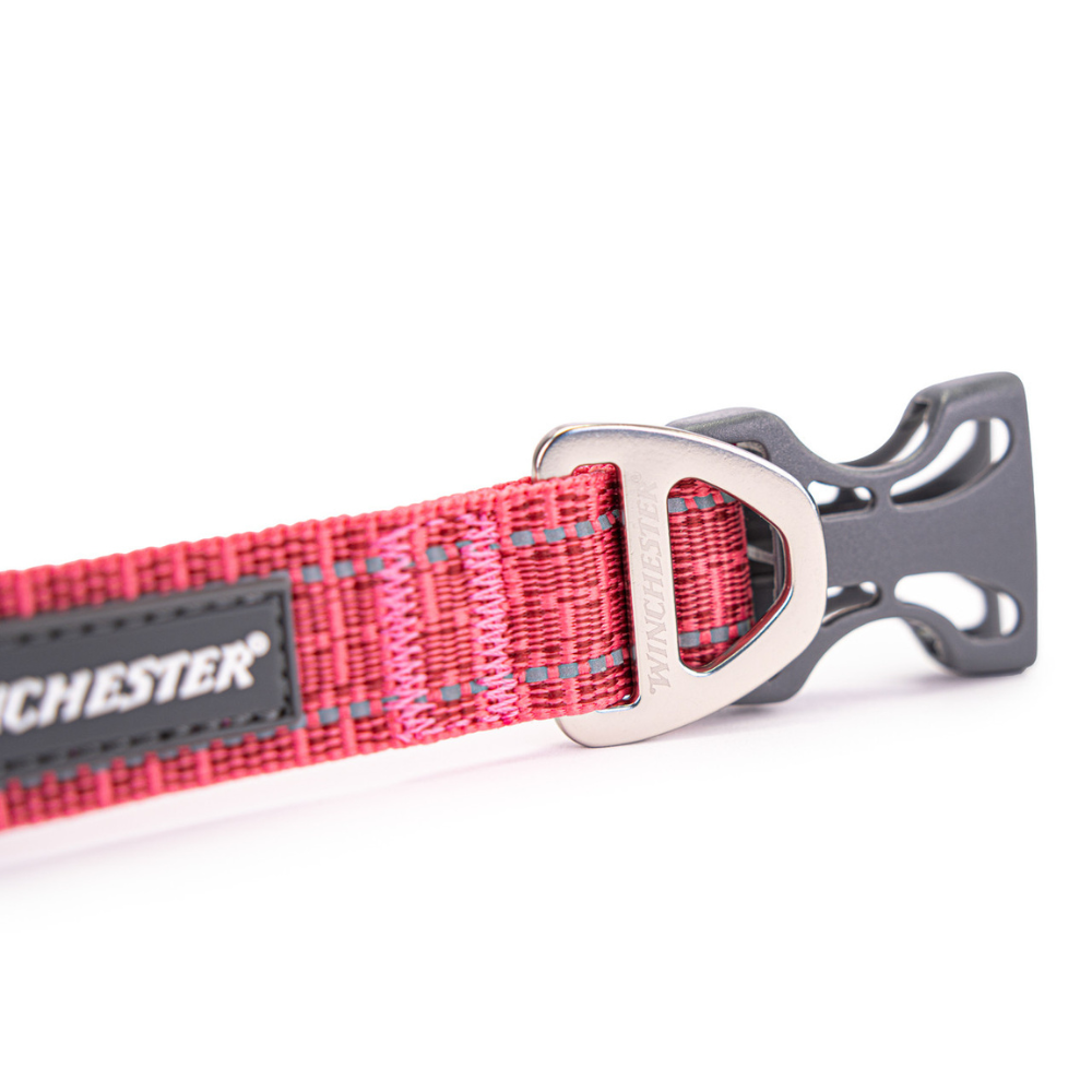 Red dog collar with a silver buckle on a white background
